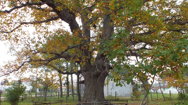 Ağaçlar