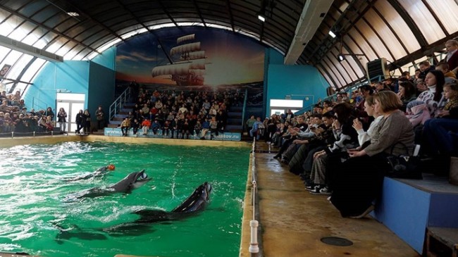 При поддержке «Единой России» дети с ОВЗ побывали дельфинарии Ростова-на-Дону