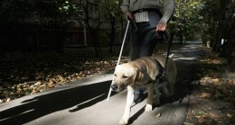 По инициативе «Единой России» в бюджете увеличат финансирование организаций, занимающихся подготовкой собак-проводников