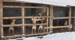 В Кемеровской области депутаты «Единой России» передали корм в приют для бездомных животных