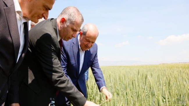 Cumhurbaşkanı Ersin Tatar, 17. Tahıl Çeşidi Adaptasyon Deneme Parselleri Projesi tanıtım etkinliğine katıldı.